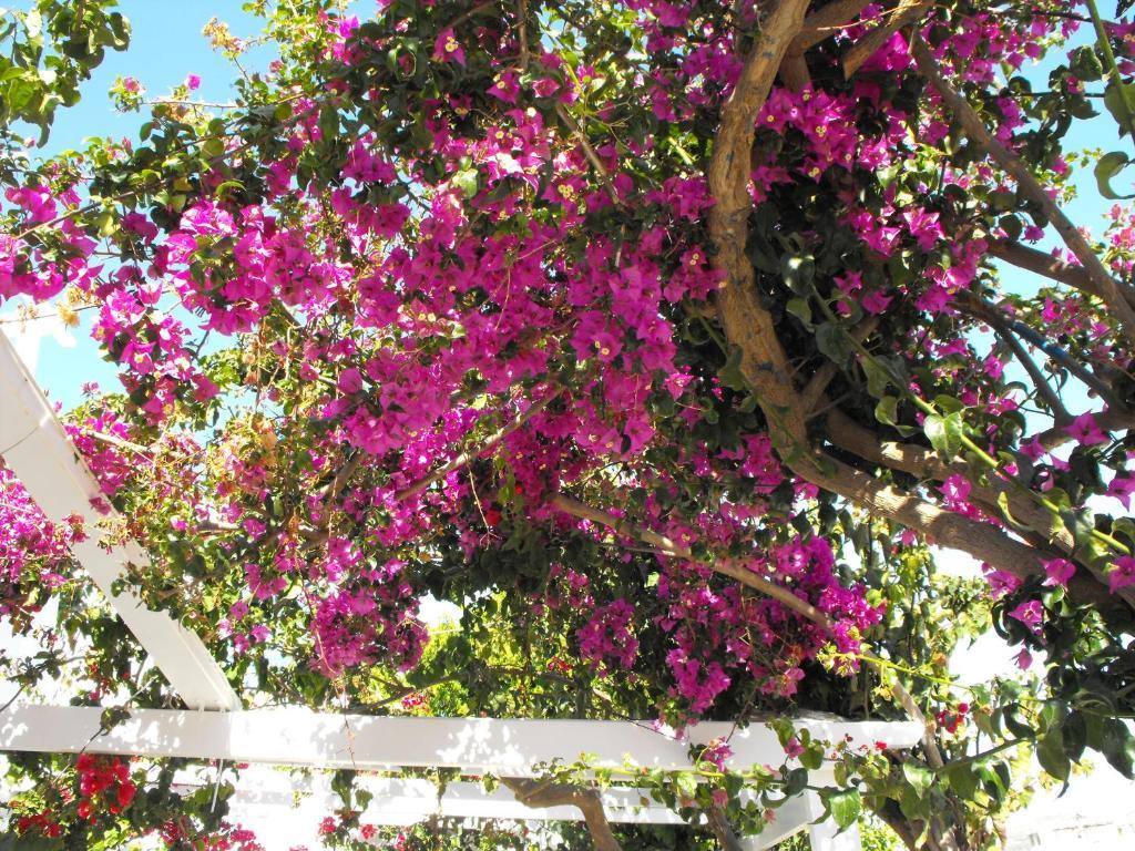 Milos Bay Suites Αδάμας Εξωτερικό φωτογραφία